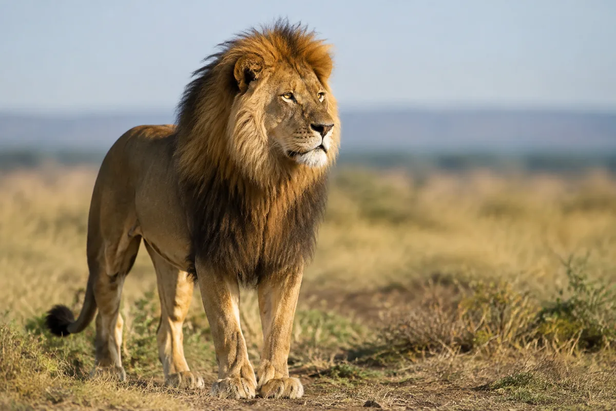 Combien de temps un lion peut-il rester sans manger