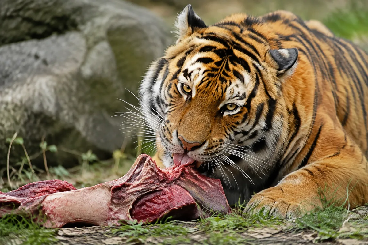 Combien de kilos de viande mange un tigre par jour