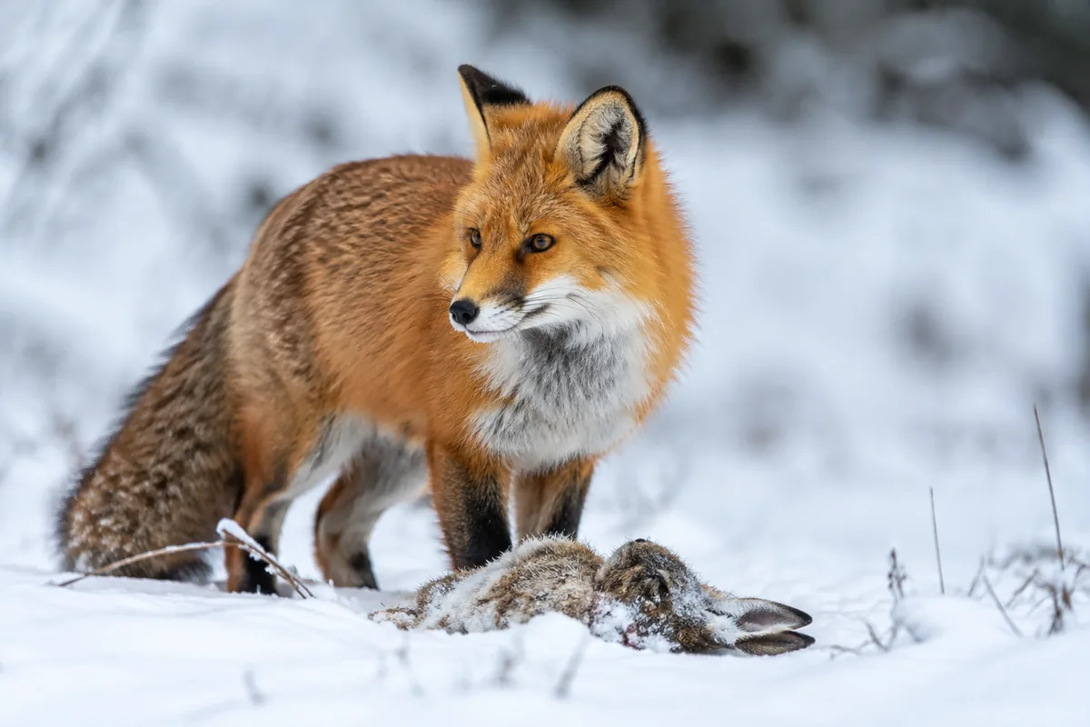 Que mange un renard roux en hiver