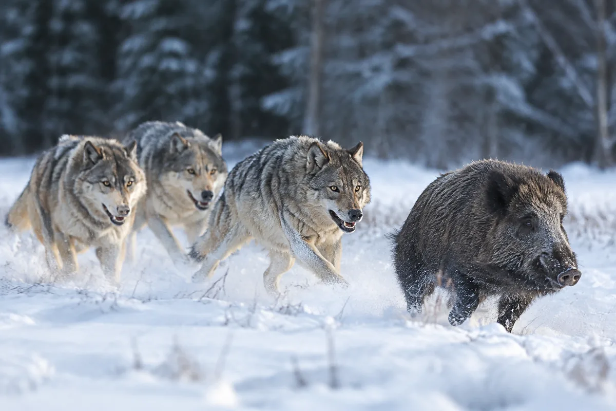 Comment le loup chasse-t-il en meute